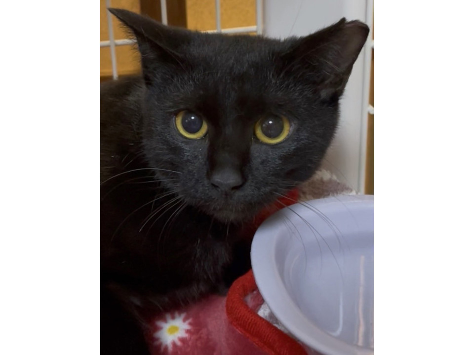 11/9譲渡会参加　黒猫の女の子　くろみ