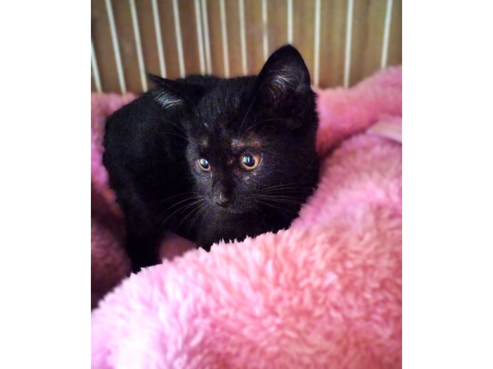 人も猫も大好き  あんころくん