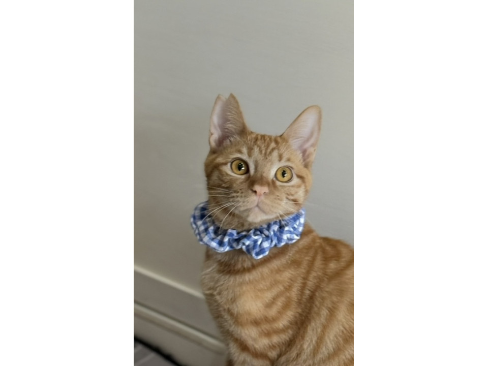 サーモンピンクのお鼻のチャタ君❤︎