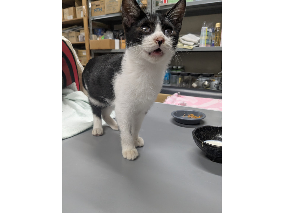 ハチワレ雄　里親決定