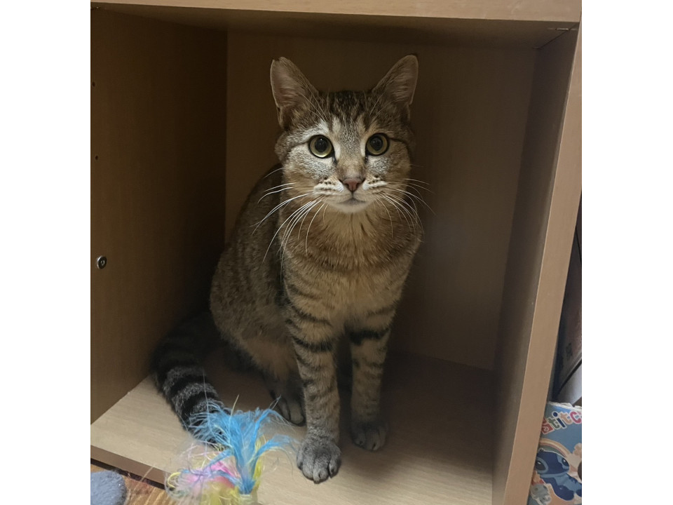 ゴロゴロ美男子つくしくん