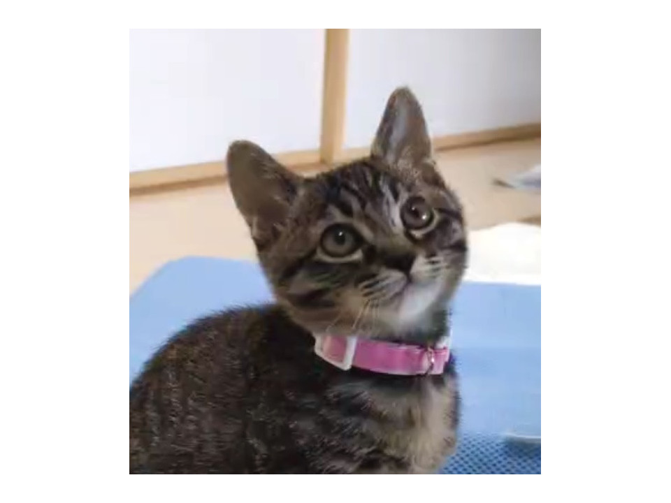 小柄で丸顔cuteな女の子