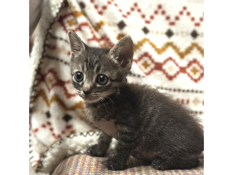 猫]岡山県倉敷市の里親募集 小柄で丸顔cuteな女の子
