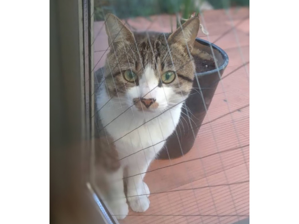 全然帰らない猫3代目ぽんちゃん(仮)