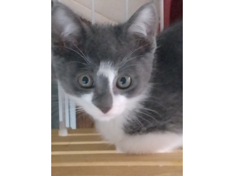 きれいなグレーと白のブチ猫です。