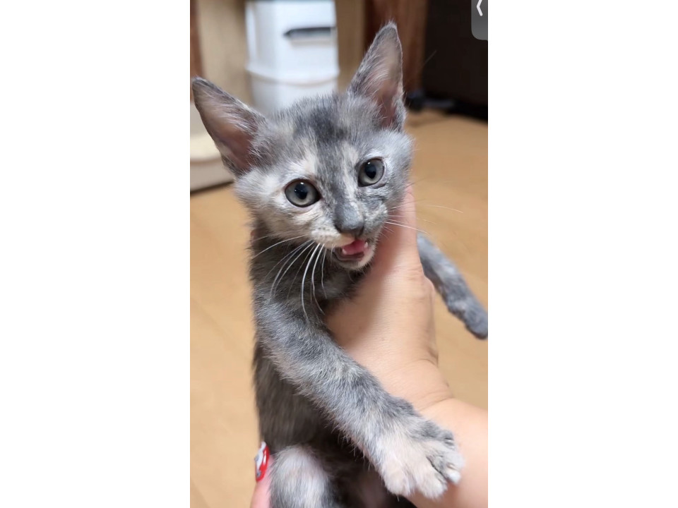 パステルサビの女の子