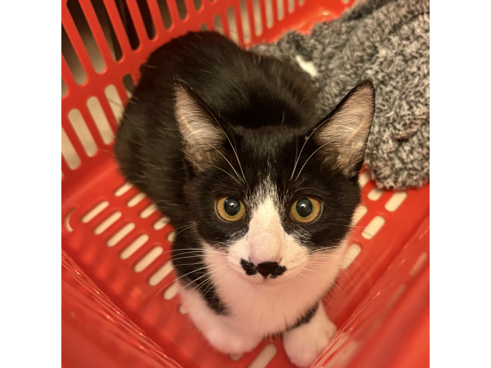 ちょっぴりシャイ☆ちょびひげボーイ