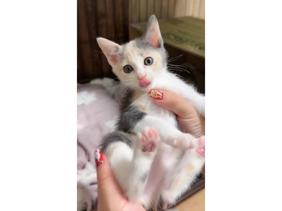 オレンジ多めのパステル三毛女子