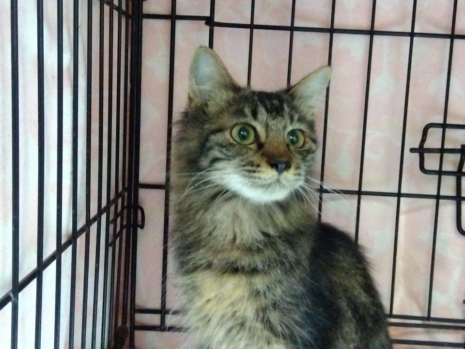 ベタベタなアメショー柄mix長毛の女の子