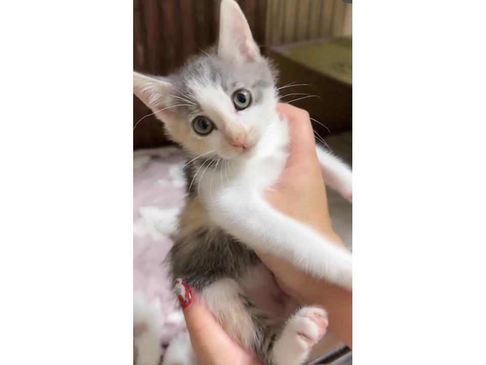 パステル三毛の女の子