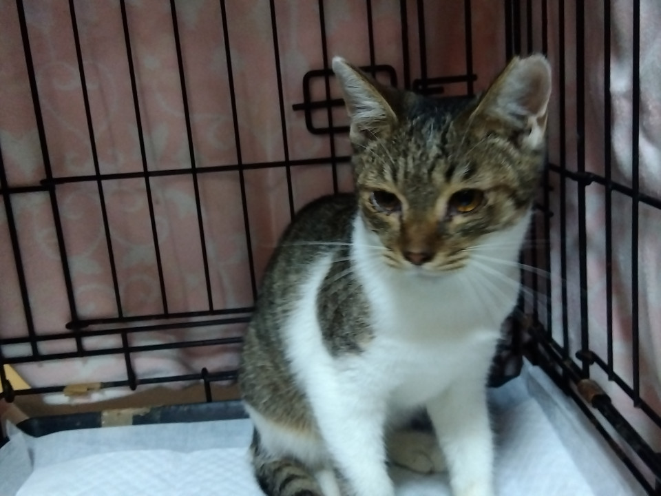 毎日ゴロゴロスリスリの甘えん坊ちゃん