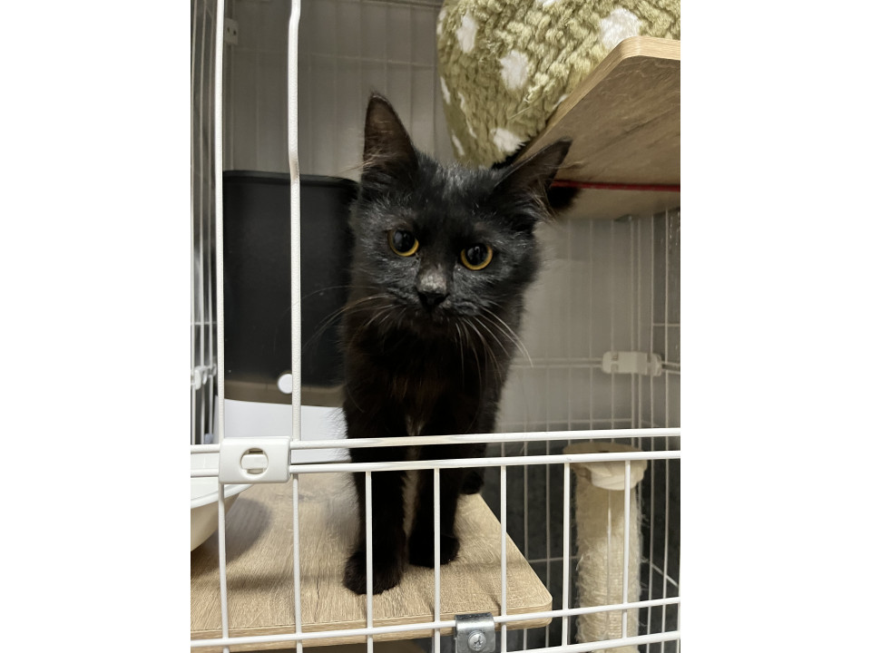 ハロウィン前日保護♪白血病キャリアの仔猫