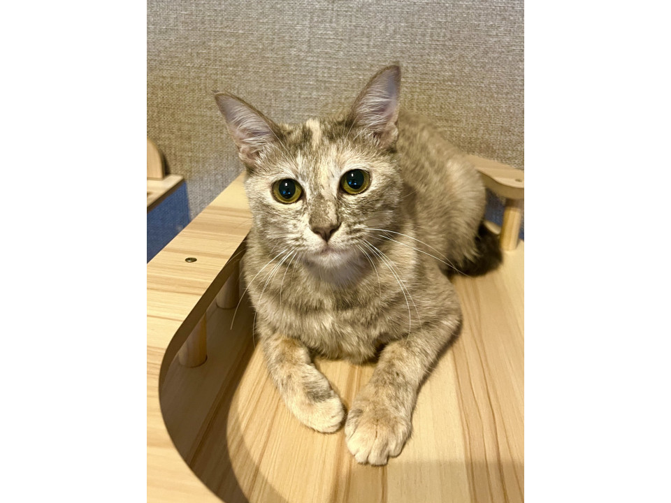 パステルサビの女の子