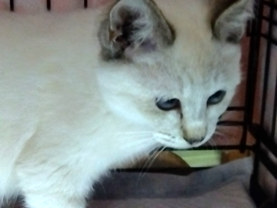 静かにすり寄って来る大人しいシャムMIX