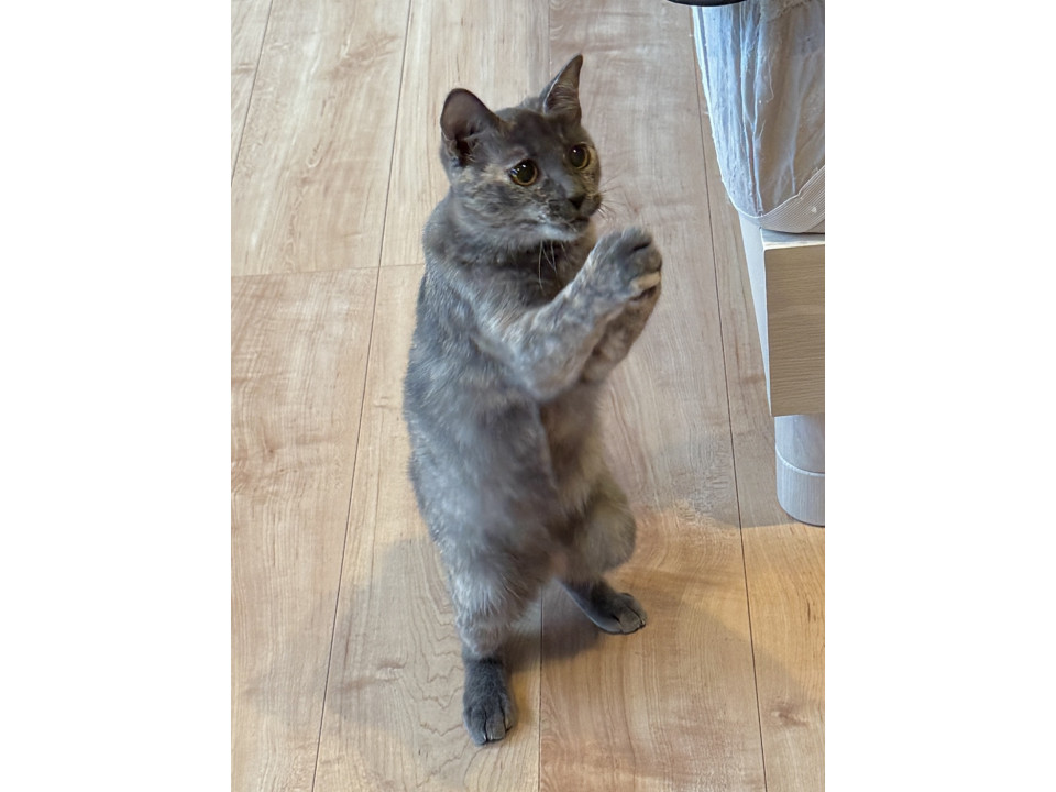 パステルサビのボブテイル女子