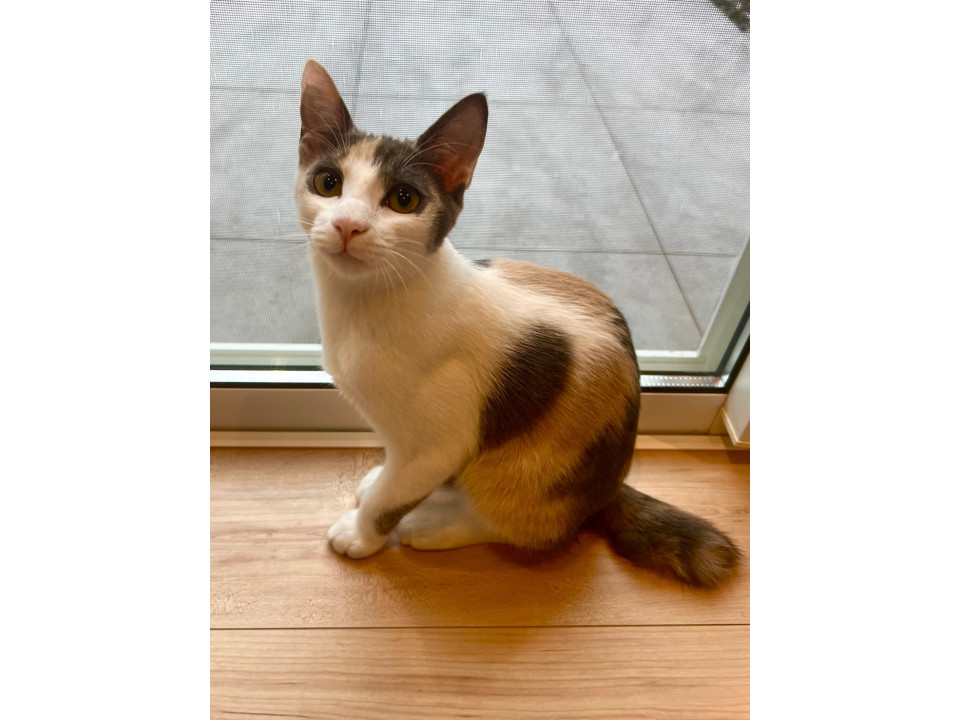 パステル三毛の女の子