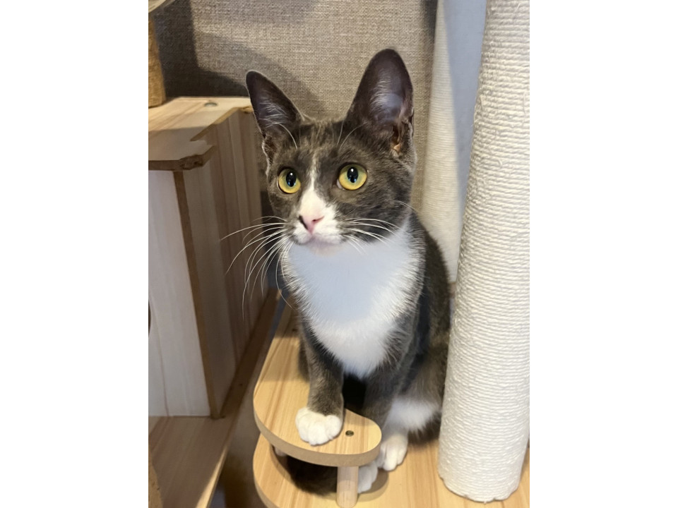 グレー白の女の子