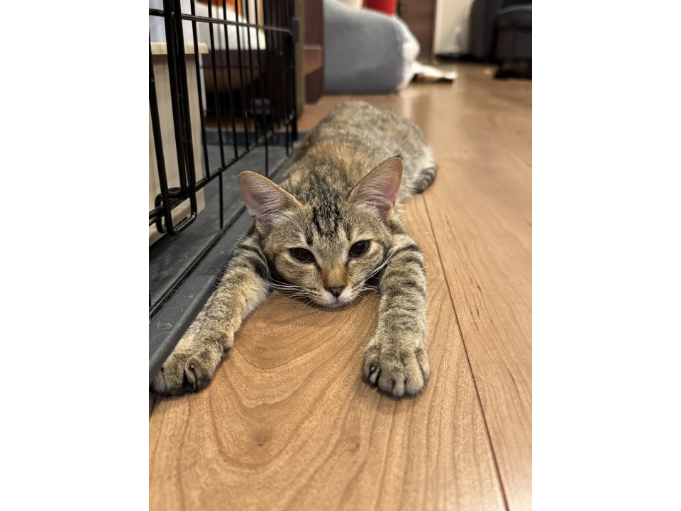 キジトラ　小ぶりな女の子