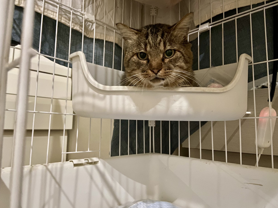 キャリア持ちでも家族にしてくれる方募集！