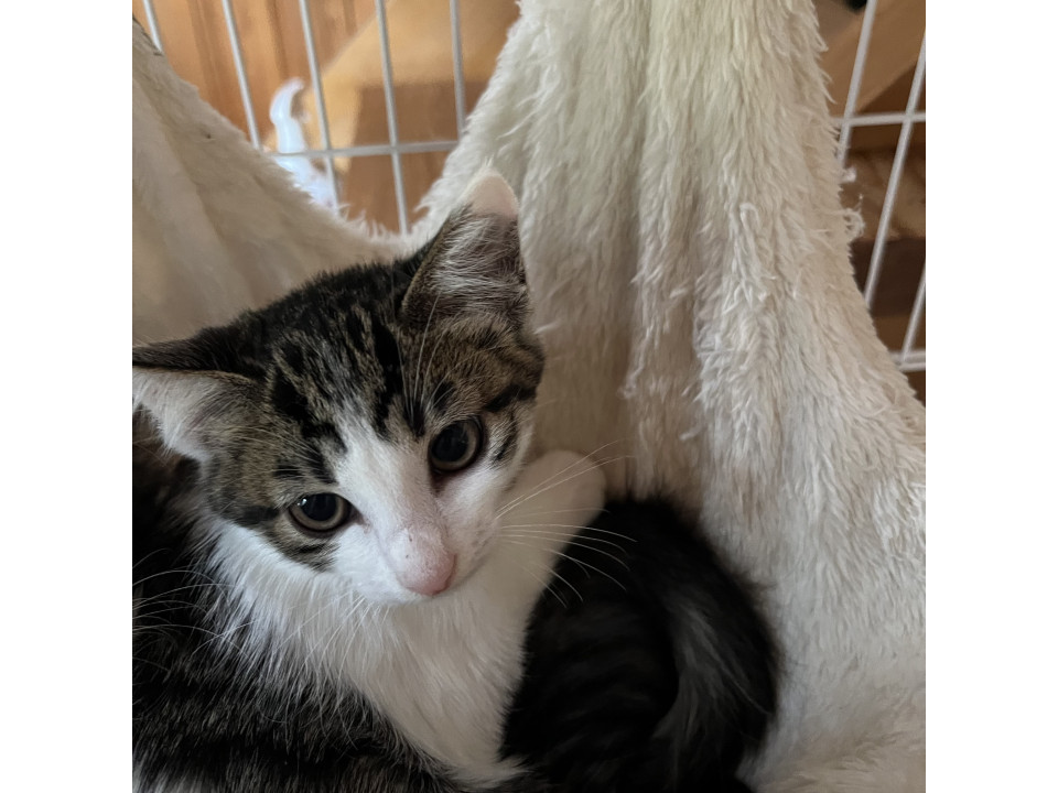 おっとり可愛いキジシロちゃん