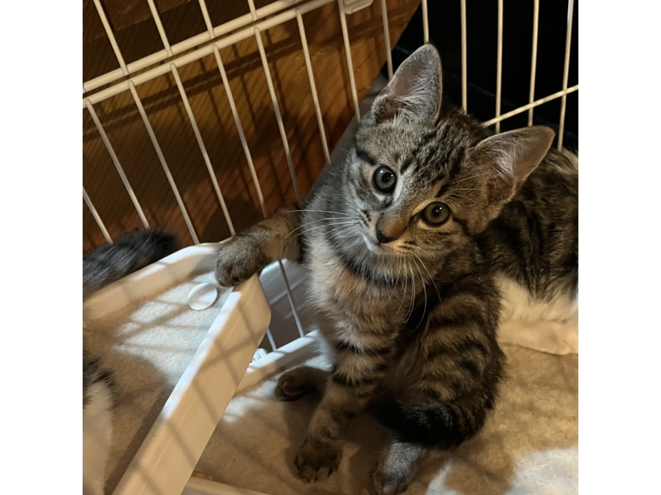 いちごの猫じゃらし大好きキジトラちゃん