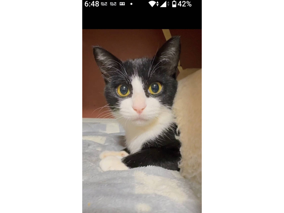 くっきり綺麗なハチワレ君