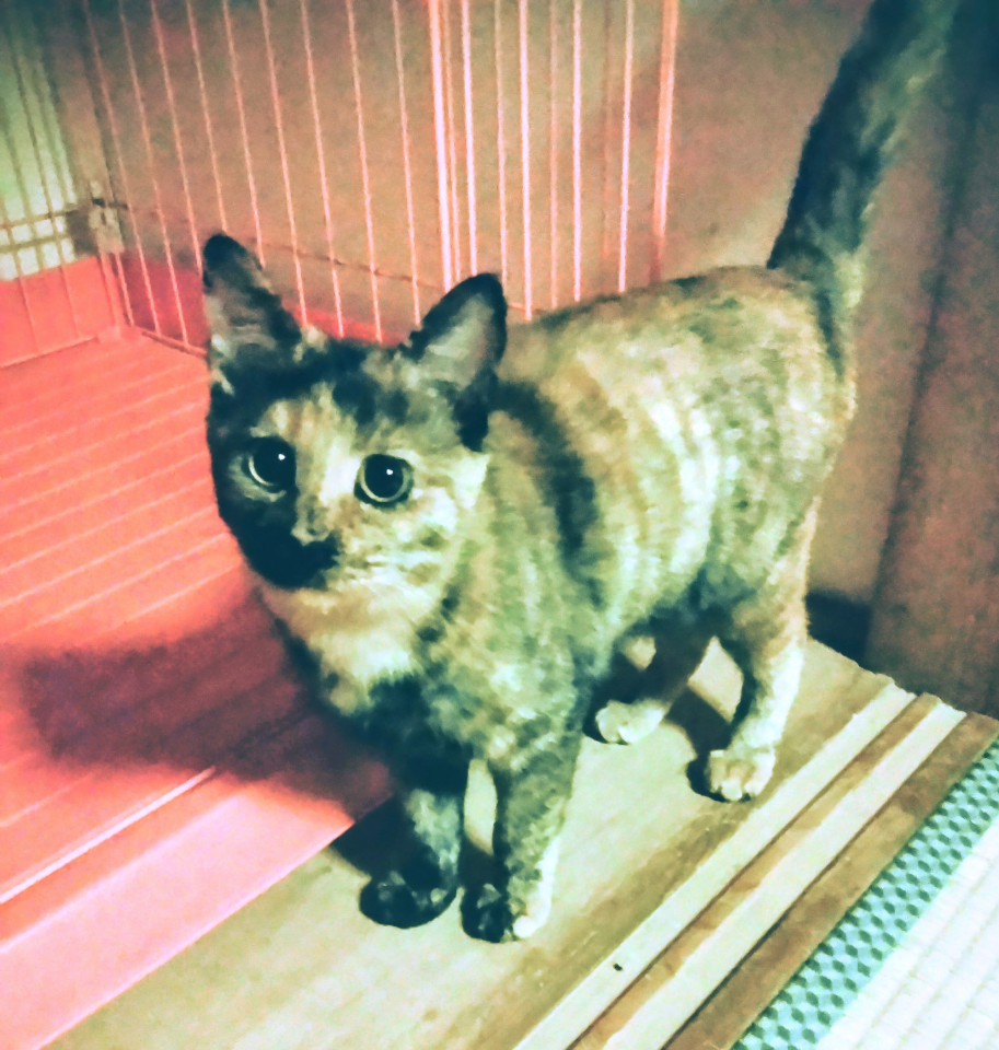 避妊手術済みおてんばサビちゃん