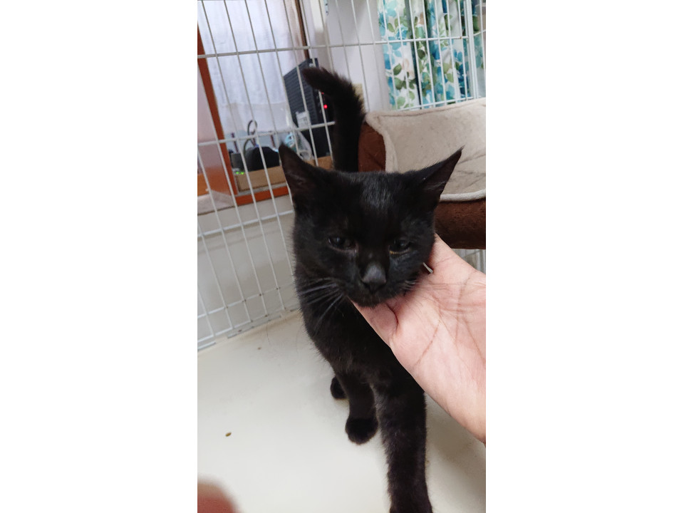 しっぽしましまな黒ネコポワロ