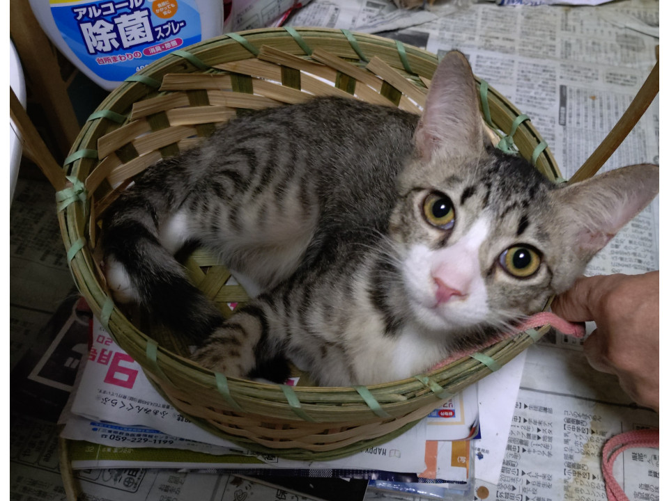 愛嬌ある白キジちゃん