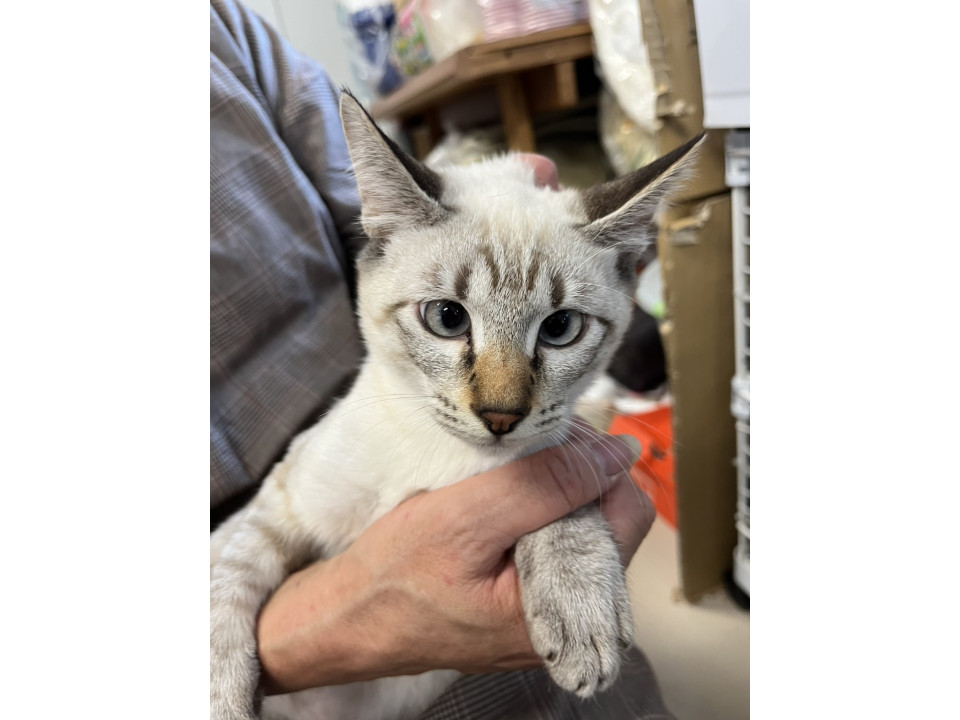 元気いっぱいシャムトラくん