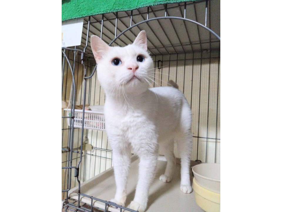 アビゴ☆12/21(日)譲渡会参加予定