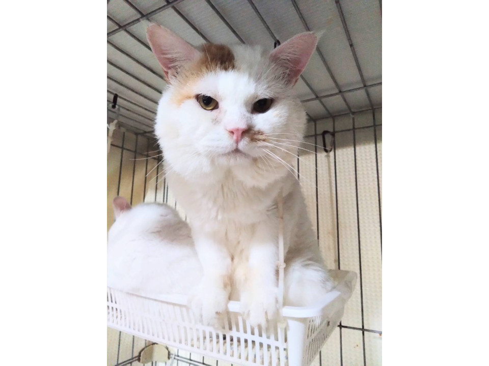 あびこ山☆12/21(日)譲渡会参加予定