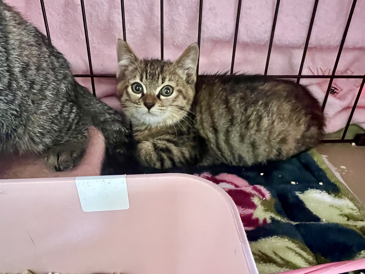 スナネコちゃんッ(ΦωΦ)♥生後3ヶ月♥他サイトにて里親様決定(ΦωΦ)♥ スナネコちゃんッ(ΦωΦ)♥生後3ヶ月♥他サイトにて里親様決定(