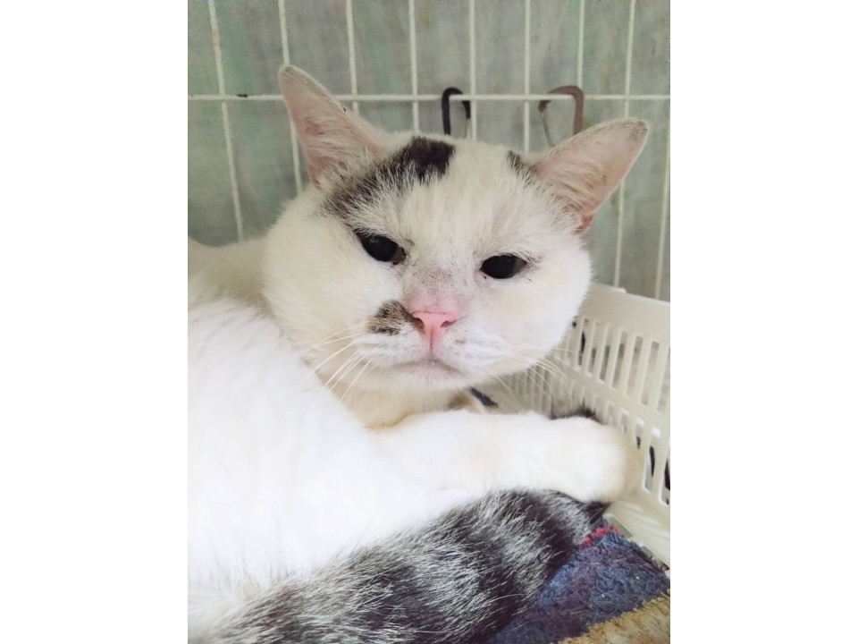 バタール☆4歳くらい