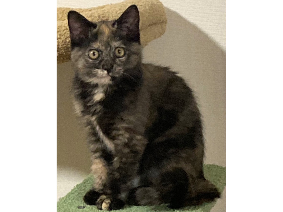 サビ　女の子3ヶ月くらい