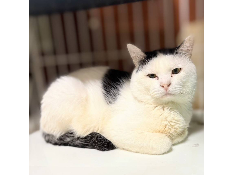 カンパーニュ12/14譲渡会参加予定