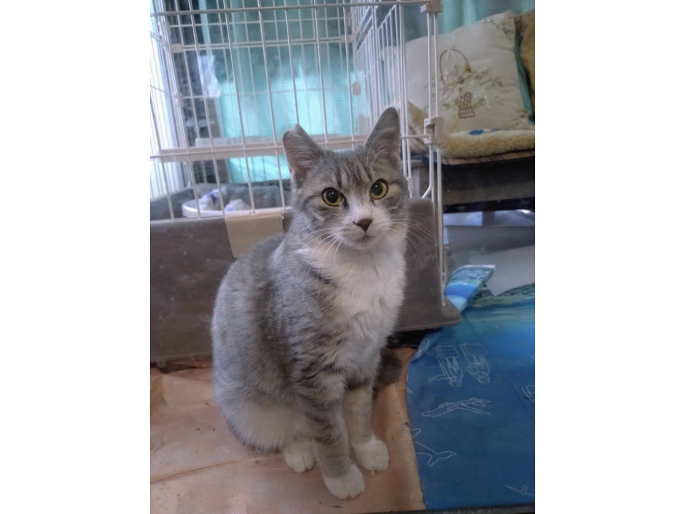 毛足の長いグレーの女の子?