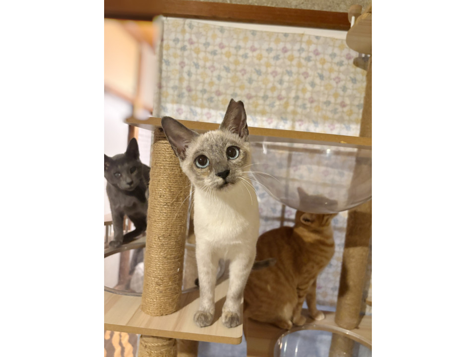 2匹兄妹透き通るようなブルーアイのフィノ