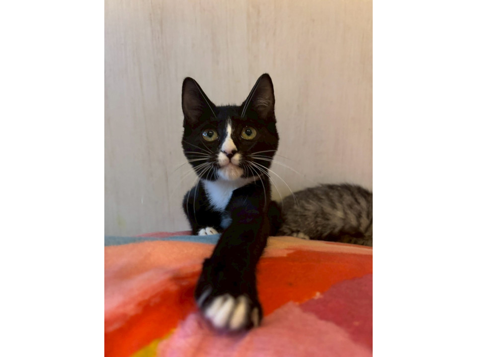 3匹兄妹キャワイイ黒のマスクやまちゃん♡