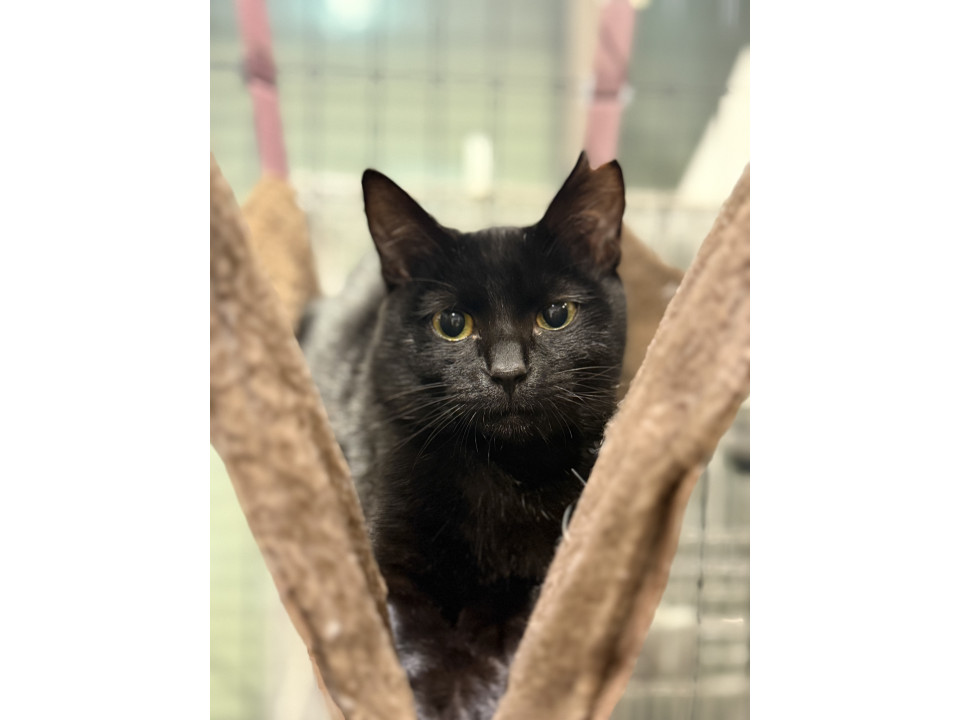 猫]大阪府阪南市の里親募集 スリゴロ甘えん坊の黒猫ちゃん