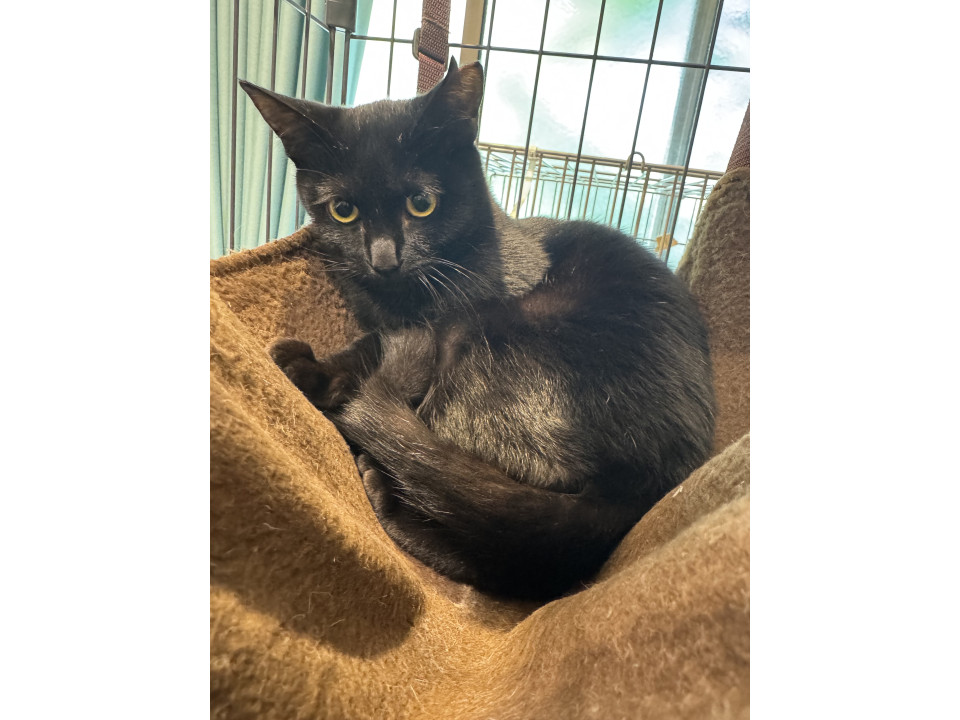 猫]大阪府阪南市の里親募集 スリゴロ甘えん坊の黒猫ちゃん