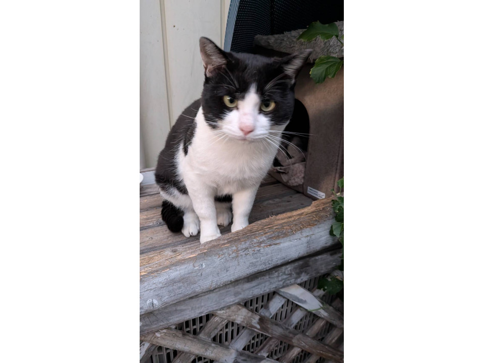 とても優しいハチワレちゃん