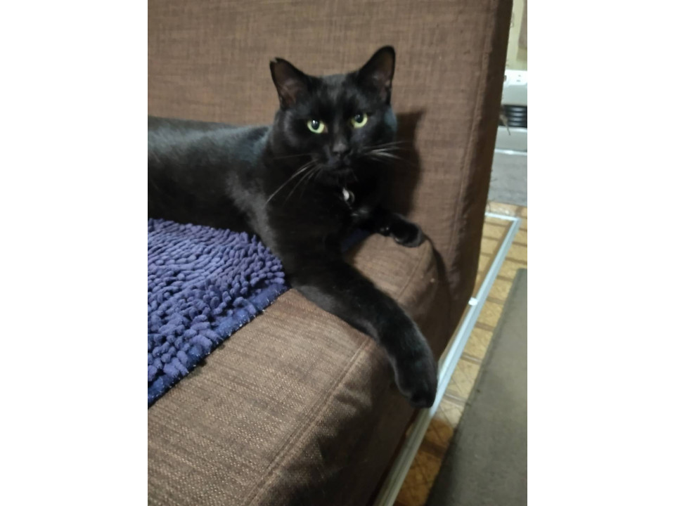 とても優しく甘えん坊な黒猫ちゃん