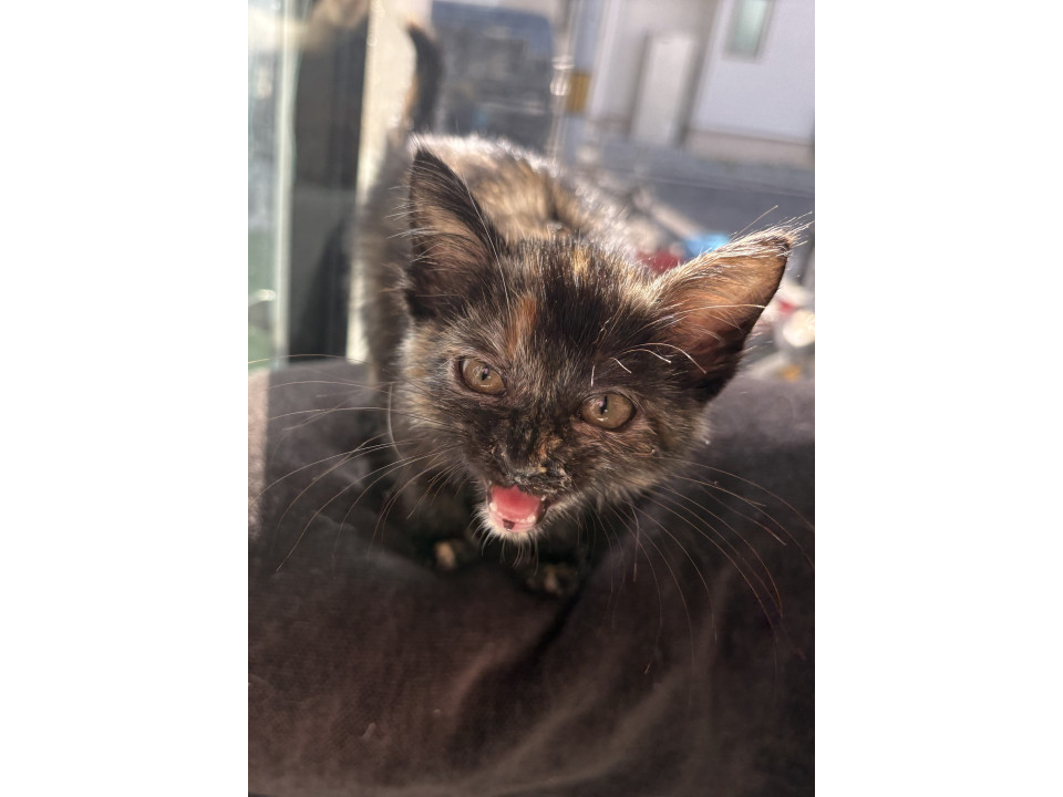 猫]香川県高松市の里親募集 超甘えん坊なサビ猫ちゃん