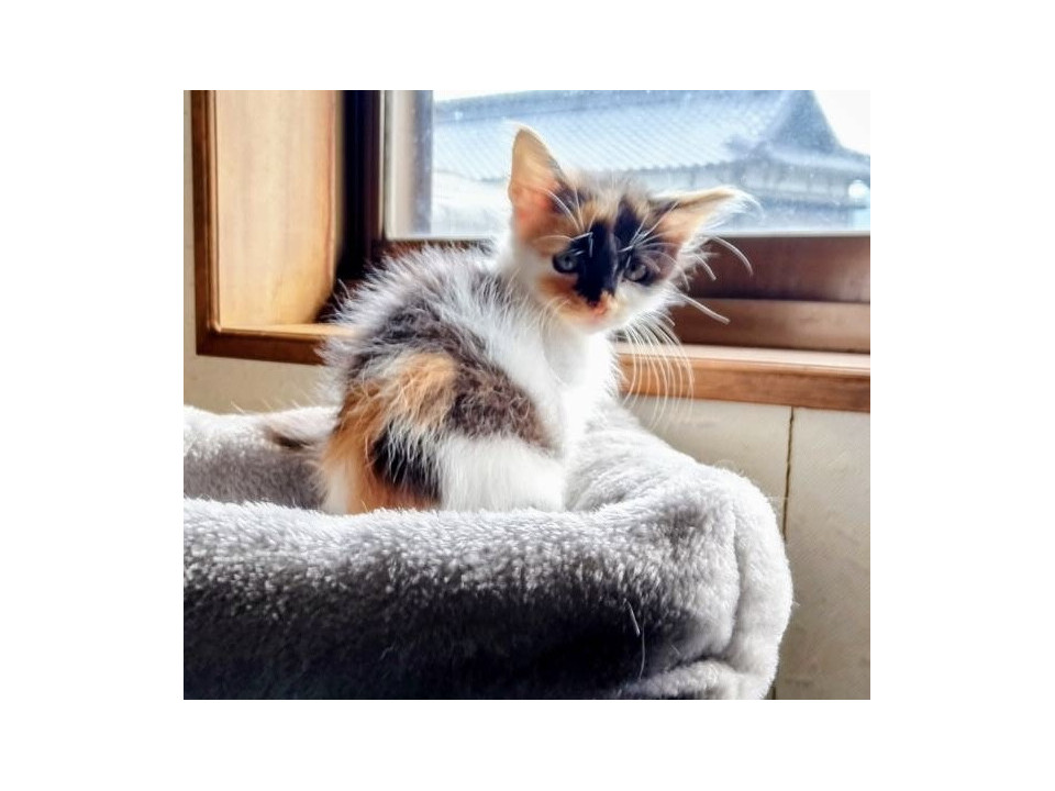 つぶらな瞳のみぃちゃんの家族募集❣️