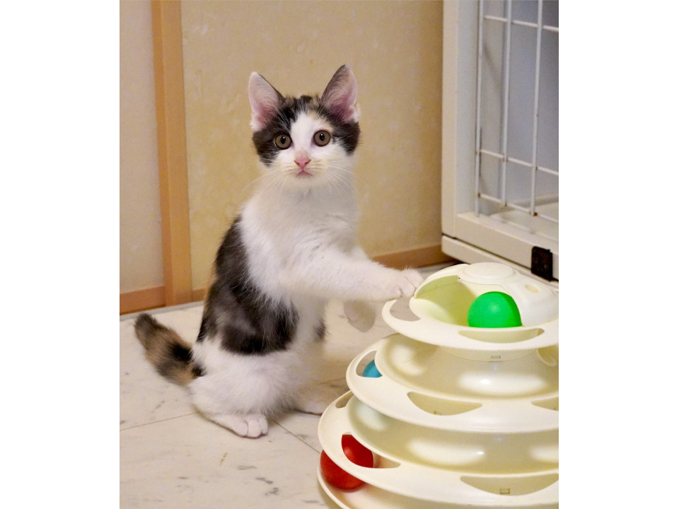 超可愛い！まーるいお顔の美少女薄三毛♪