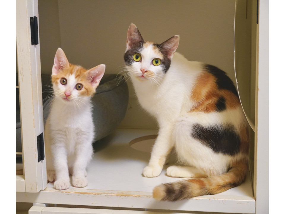 元気で甘えんぼな可愛い水玉模様の男の子♡