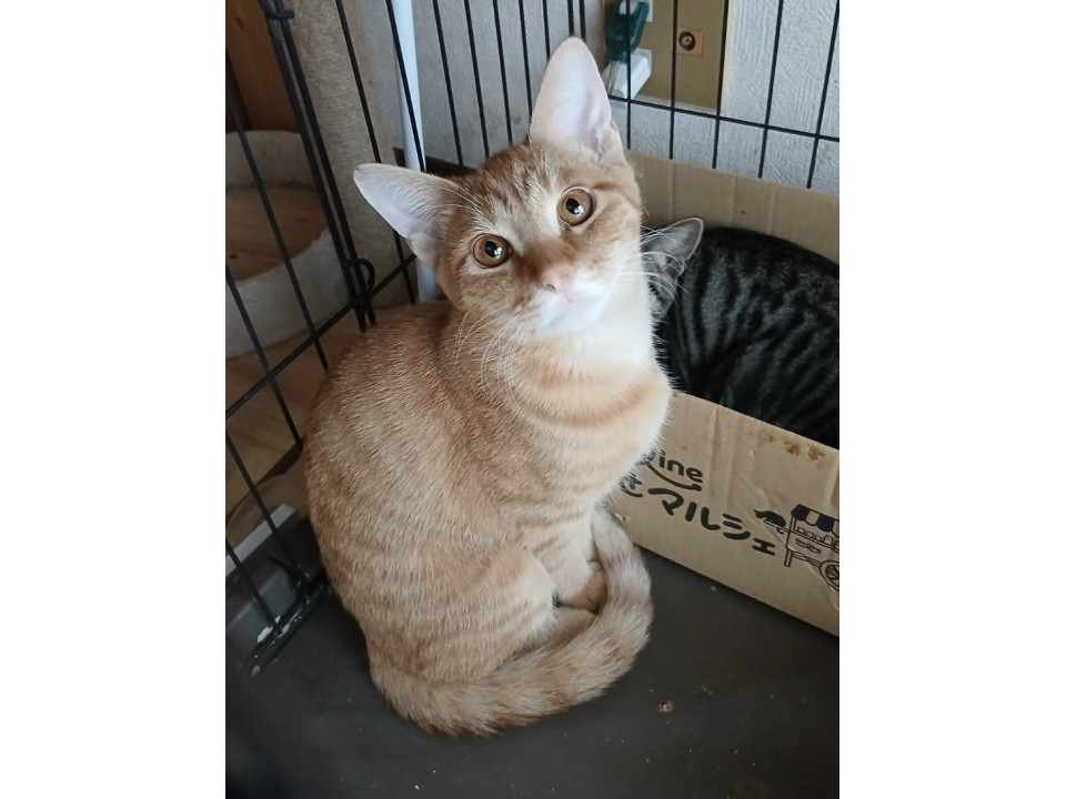 先住猫のお友達に迎えて下さい