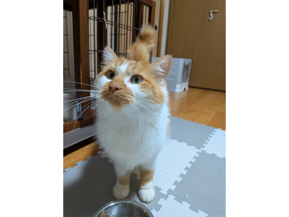 もふもふゴロゴロ長毛くん