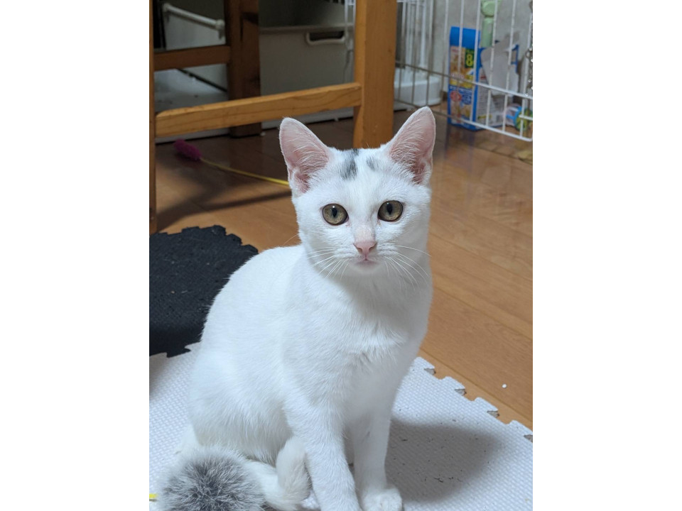 魅惑の瞳のまっしろガール